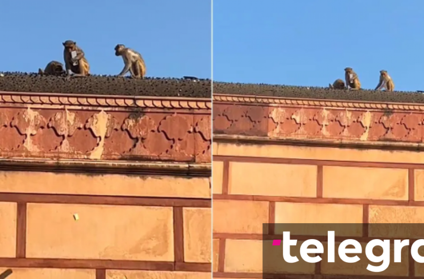  Majmuni indian vodhi një iPhone por ia ktheu pronarit përsëri pas një marrëveshjeje