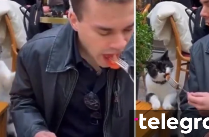  Macja e parezistueshme kërkon ushqim në rrugët e Stambollit