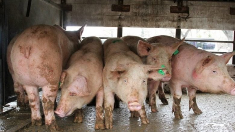  Shqipëria ka ndaluar importin e mishit të derrit nga Maqedonia