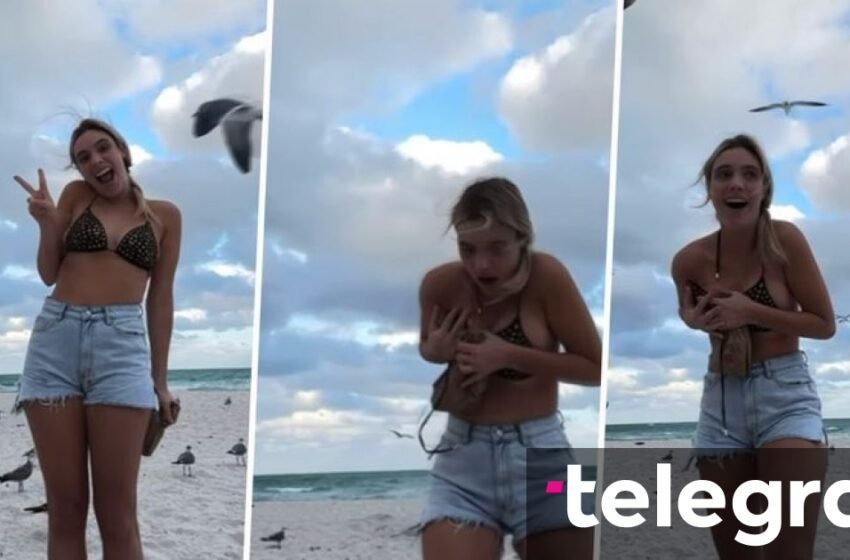  Një vajzë pozon në plazh, por një pulëbardhë vjedh shfaqjen: Për pak sa nuk i ia hoqi rrobat e banjës