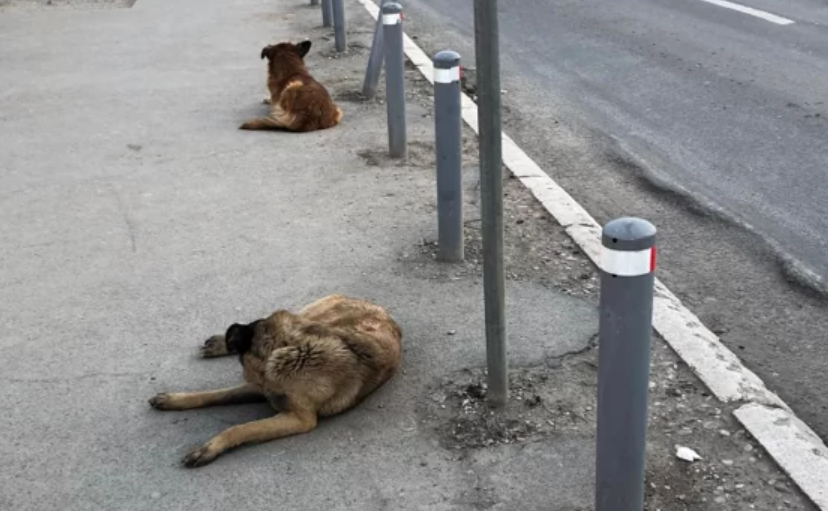  Qentë endacakë kafshojnë një qytetar në Prishtinë, merr lëndim serioz