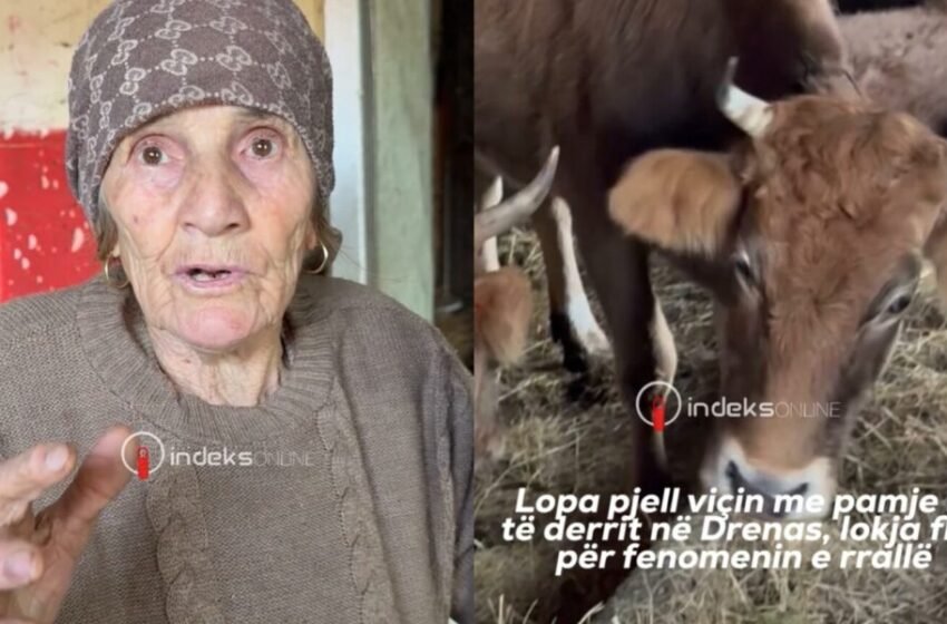 Lopa pjell viçin me pamje si të derrit në Drenas, lokja flet për fenomenin e rrallë
