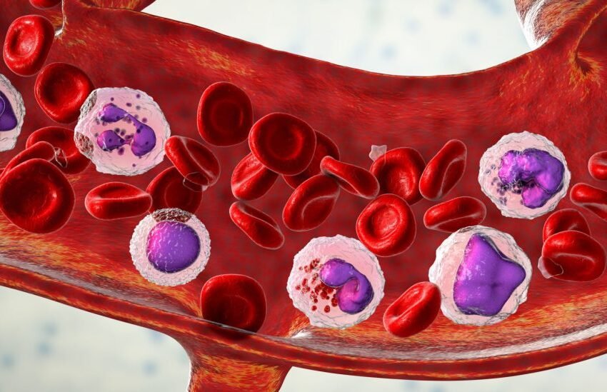  Neutrofilet – çfarë do të thotë kur ato janë të larta dhe çfarë kur janë të ulëta në një analizë gjaku