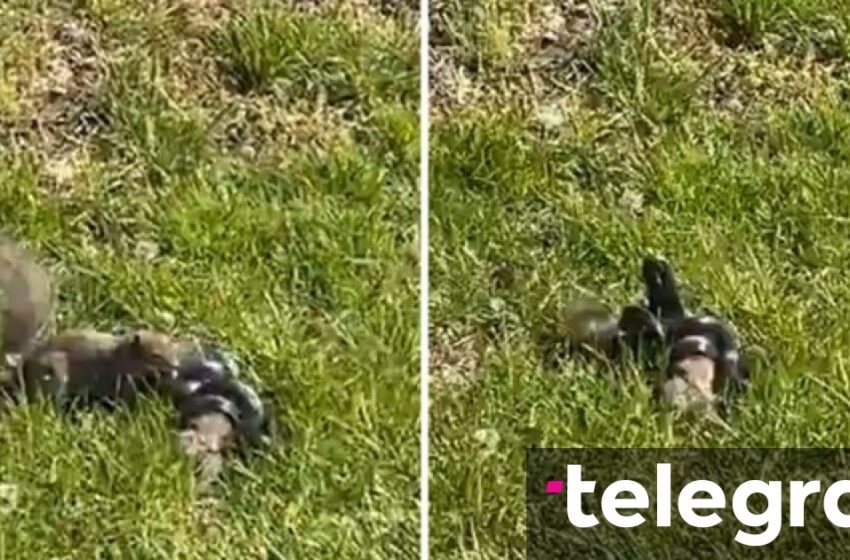Përplasja e ketrit dhe gjarprit