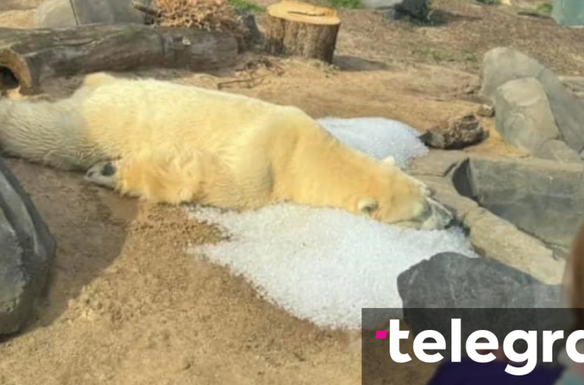  Pasi përdoruesit e internetit shqetësohen për mirëqenien e ariut polar, kopshti zoologjik sqaron arsyen pse ai është i shtrirë në akull