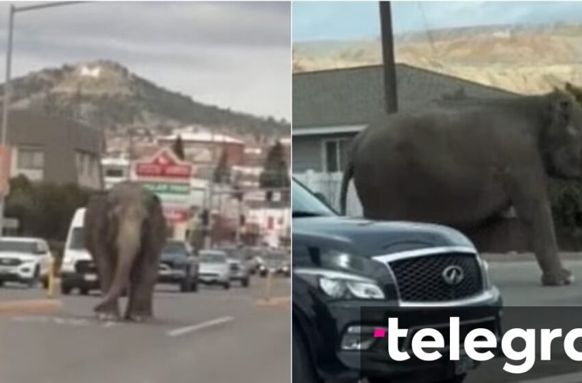 Një elefant shihet “duke bërë një turne rrugëve të Montanas” – pasi u arratis nga cirku