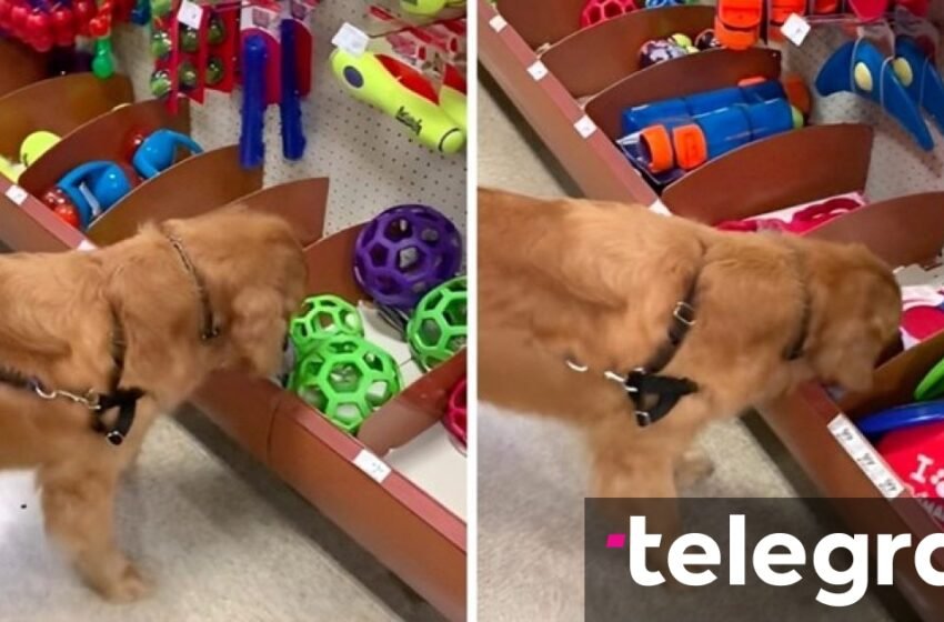  Qeni pati shansin të zgjedhë një lodër për herë të parë në jetë- shikoni se çka zgjodhi kafsha shtëpiake