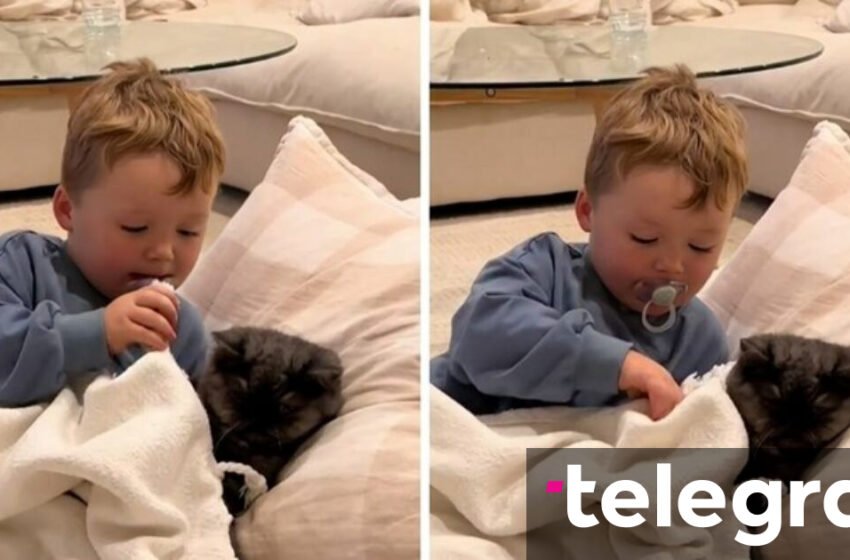  Djali e futi macen në shtrat, sjellja ndaj kafshës shtëpiake preku njerëzit