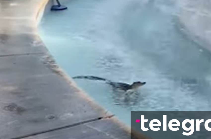  Aligatori “e mposht” nxehtësinë e Florida-s duke u zhytur në një shatërvan