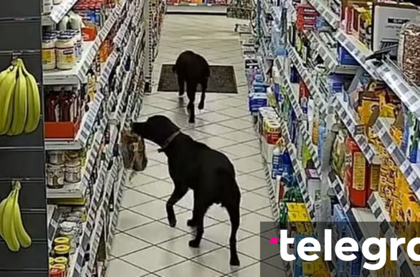  Momenti qesharak kur dy labradorë kapen në kamera duke vjedhur bukë në një pompë benzini