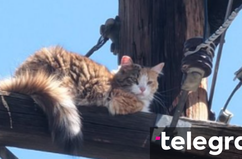  Shpëtohet macja e bllokuar në majë të shtyllës elektrike në Kaliforni