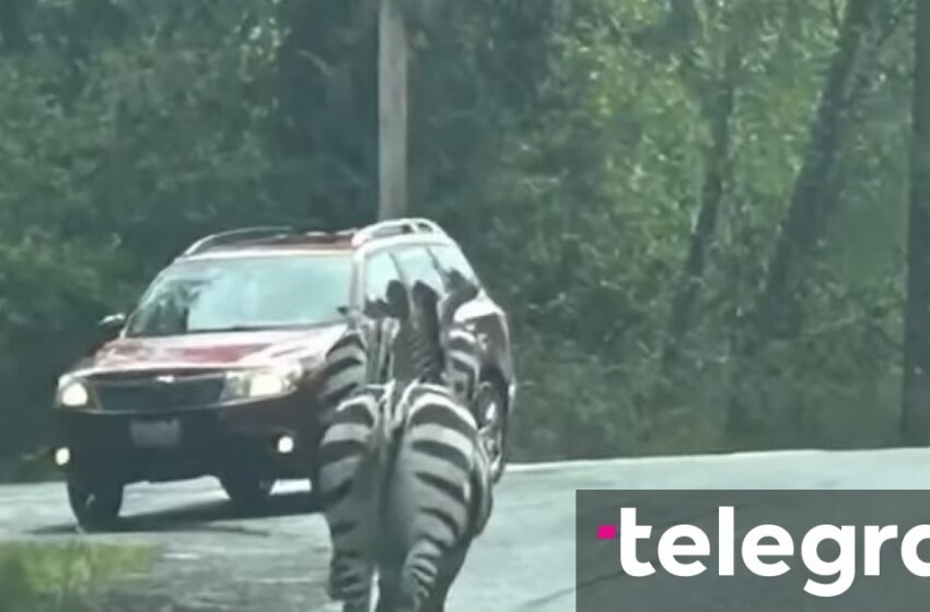  Zebra iki nga kamioni, shkakton kaos në rrugët e Uashingtonit