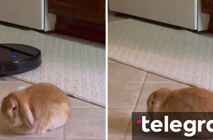  Video gazmore e lepurushit dhe fshesës me korrent