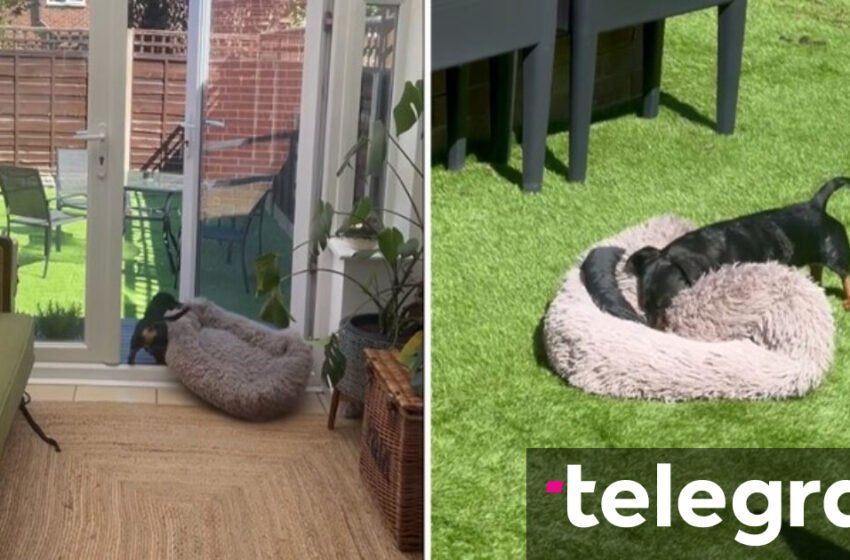  Mbi 13 milionë shikime: Ky qen di të jetojë