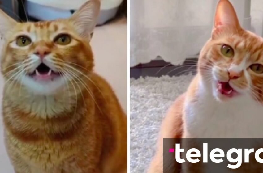 Si do të tingëllonte nëse macet do të shkonin në Eurovision – shikoni videon gazmore të kafshëve