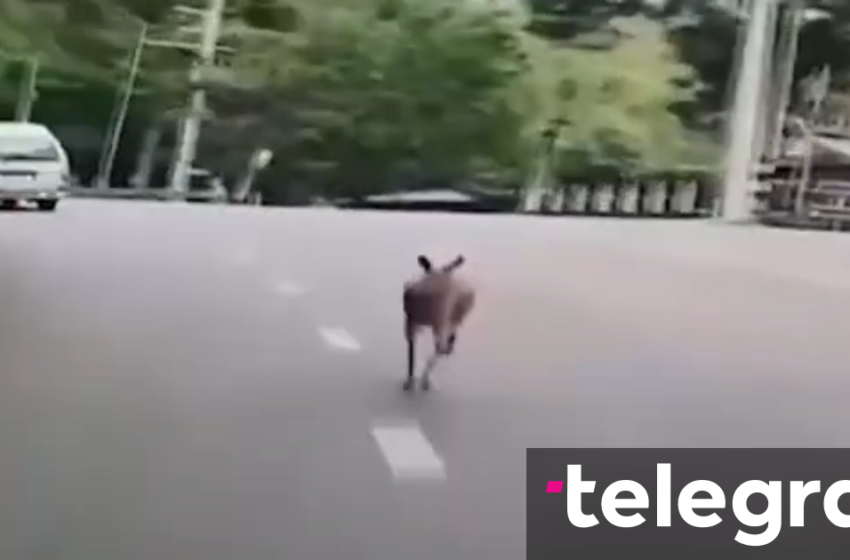  Kanguri arratiset nga një kopsht zoologjik në Tajlandë