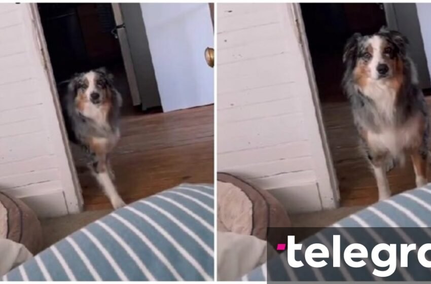  Pronari ishte shtrirë i sëmurë në shtrat – qeni ‘kujdeset’ për shefin e tij