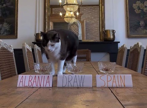  Parashikimi i maces së zezë bëhet virale në rrjetë