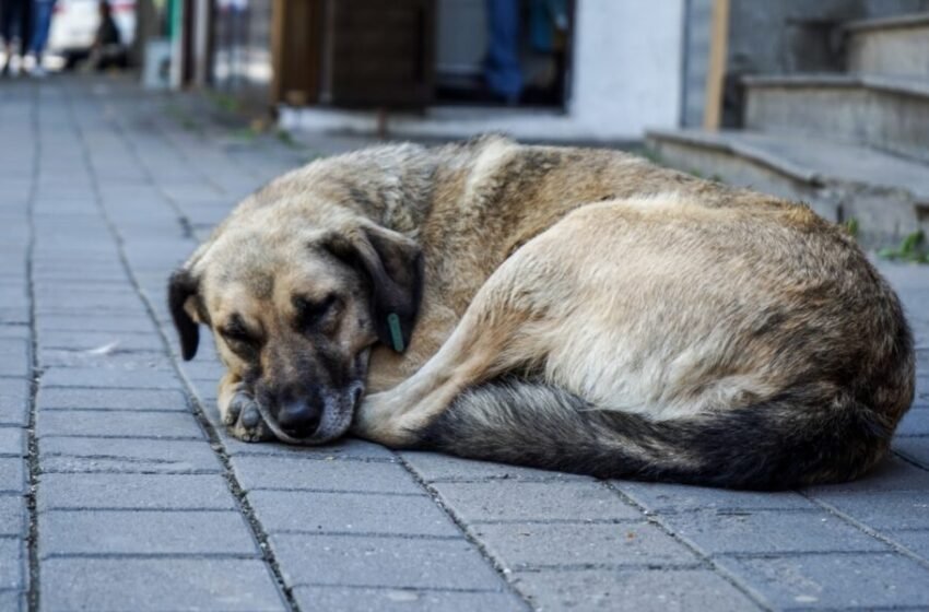  Komuna e Tetovës hapi tenderin për trajtimin e qenve endacakë