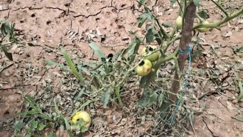  Të mbjellat tërësisht të shkatërruara në Maqedoni, bujqit apel qeverisë që t’u dalë në ndihmë