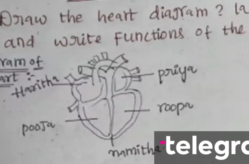  Studenti shkruan emrat e katër vajzave në vend të pjesëve të zemrës – diagrami i organit ngjall reagime qesharake