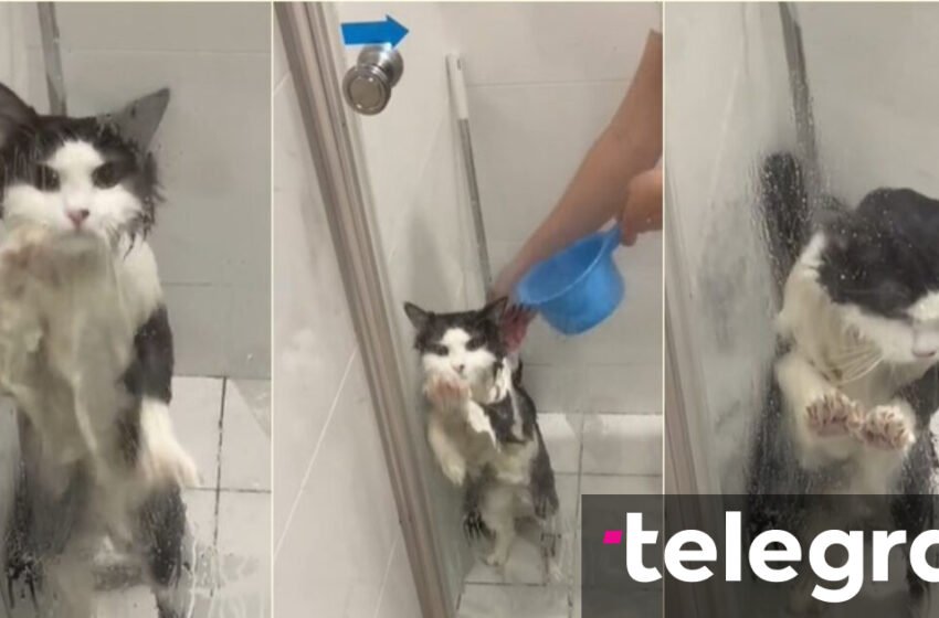  Kjo mace përpiqet “për të shpëtuar nga dushi” – në fund, ajo “u pajtua me fatin e saj”