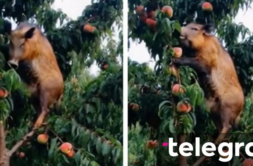  Derrat u ngjitën në pemë dhe lëpinë pemën e pjeshkës -pronari nuk e di se çfarë i ndodhi