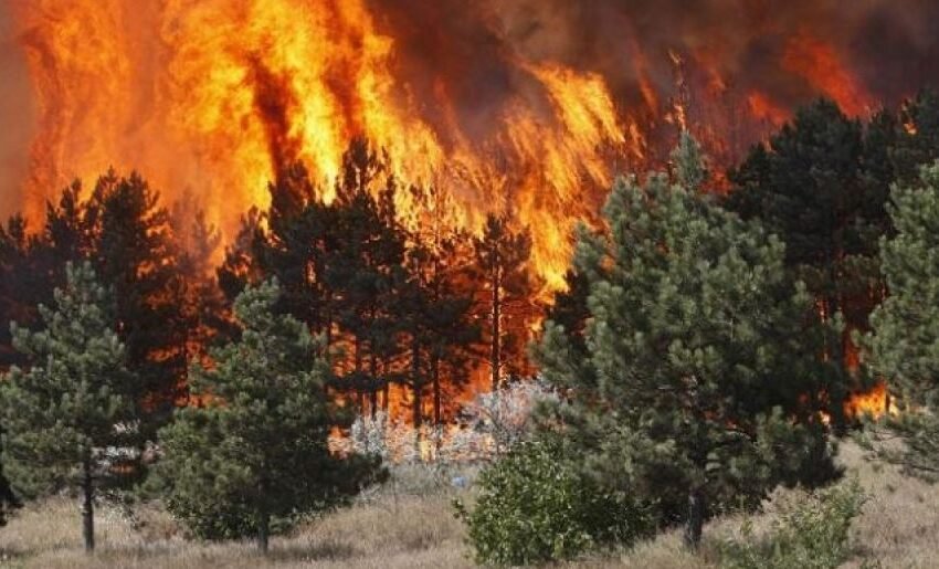  Marrin përmasa të frikshme flakët në Prespë, rrezikohet dogana! Kërkohet ndërhyrje nga ajri