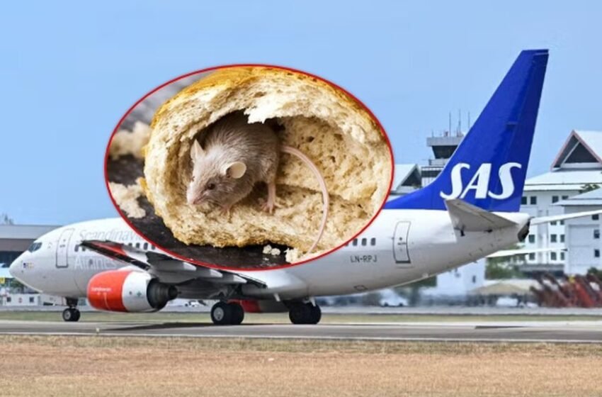  Miu del i gjallë nga ushqimi i paketuar, avioni bën ulje emergjente