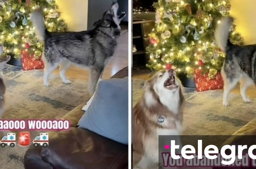  Huskitë u bënë pritje të paharrueshme pronarëve të tyre