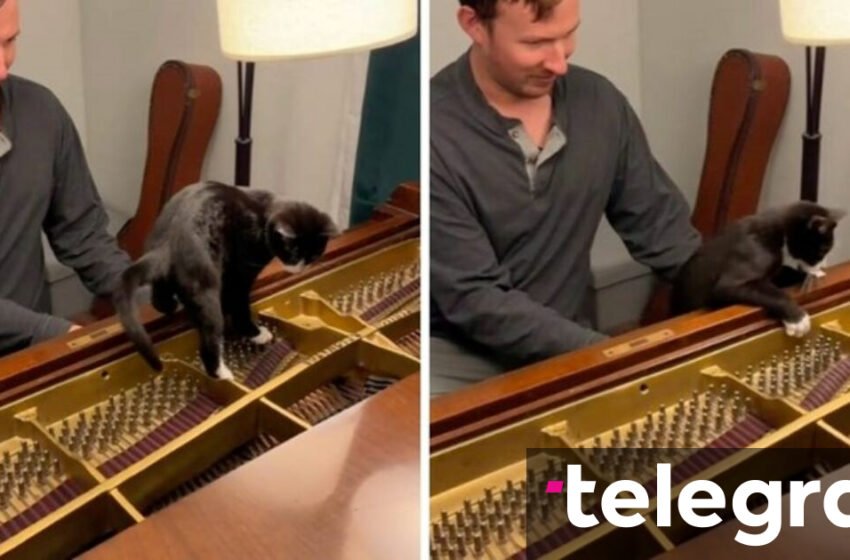 “Si një skenë nga Tom dhe Jerry” – takimi i parë i maces me pianon bëri miliona të qeshura