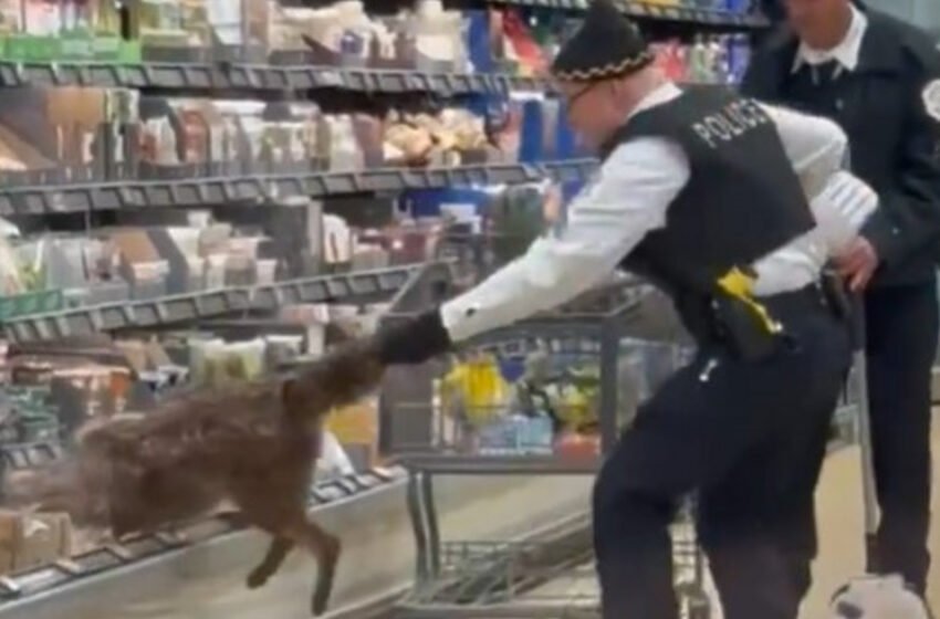Një kojotë bën ‘një gabim’, përfundon në raftin frigoriferik në një supermarket në Çikago