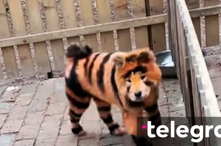 Një ‘mashtrim’ që po shkakton reagime të shumta – kopshti zoologjik ngjyros qentë për t’u dukur si tigra