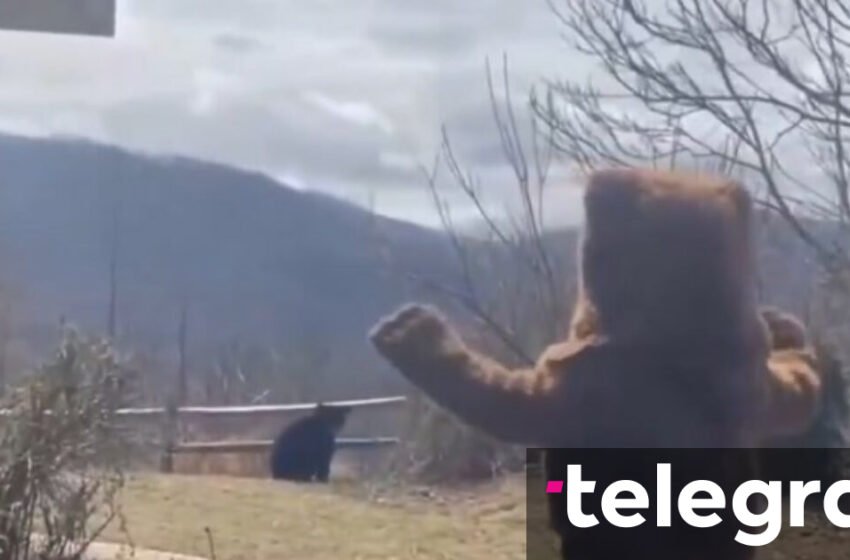  Vishet si ari për ta trembur ariun – videoja bëhet virale
