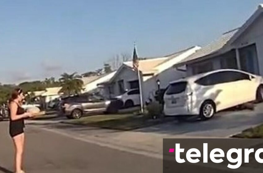 Policia ndërhyn kur aligatori bllokon dërgimin e picave në Florida
