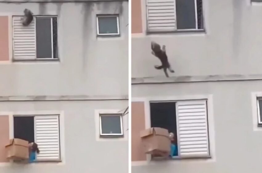 Qeni ra nga dritarja, fqinji e shpëtoi me kuti kartoni