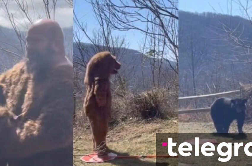 Pamje të pazakonta, një burrë vesh kostum ariu për të trembur një ari të vërtetë – çudit reagimi i kafshës