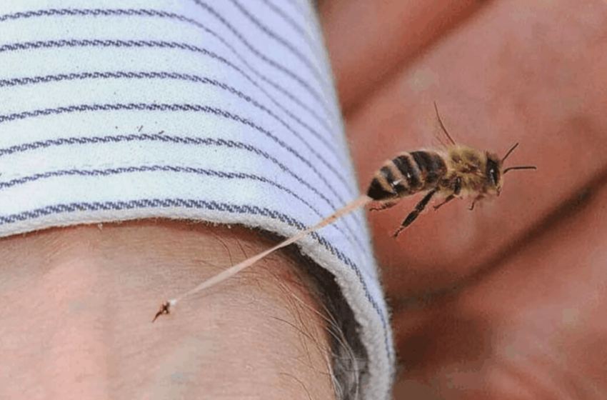 Burri nga Gostivari ndërroi jetë pas pickimit nga bletët