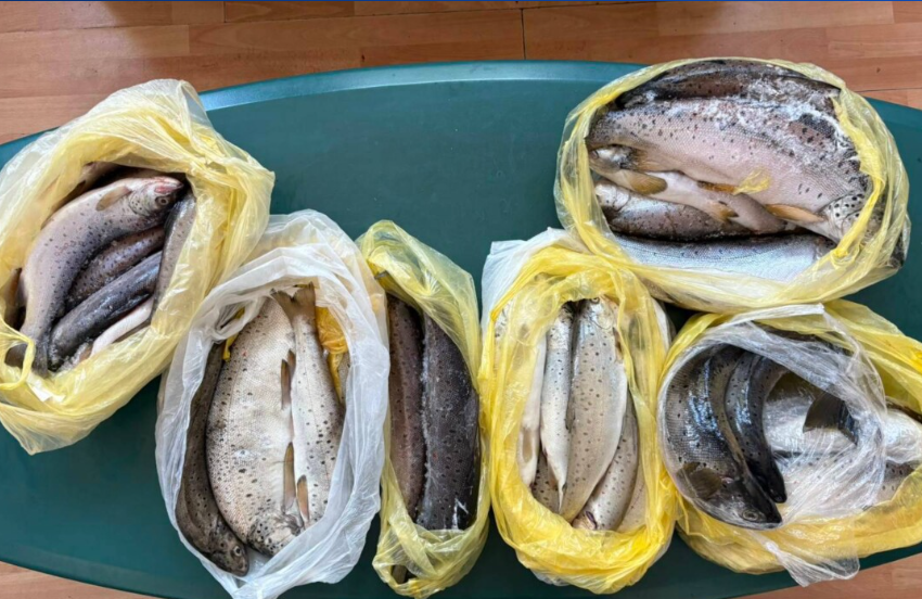  Dogana ndalon kontrabandën e troftës – peshku i fshehur në gomë rezervë