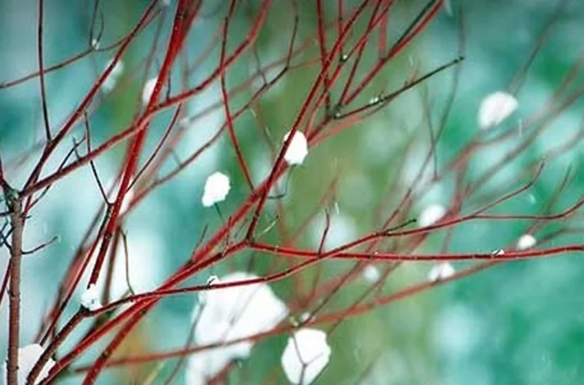  Temperatura më e ulët është regjistruar në Krushevë, më e larta në Gjevgjeli