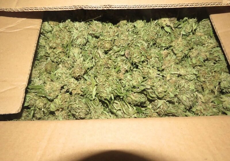  Kapet me marihuanë dhe shumë të madhe parash, arrestohet shkupjani