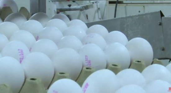 (VIDEO) Gjysmë milioni vezë nga Serbia përfunduan në deponinë “Drisla”