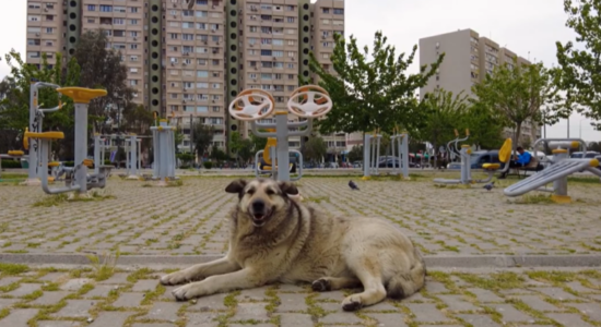 (VIDEO) Shkupi pagoi 750 mijë euro për sulmet nga qentë endacakë