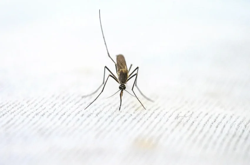  Tetë raste me ethet e nilit perëndimor, shtatë pacientë me komplikime neurologjike