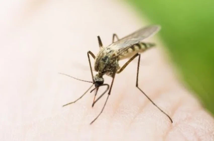  Regjistrohet viktima e katërt nga ethet e Nilit Perëndimor, pacienti për 27 ditë është mjekuar në Klinikën Infektive në Shkup