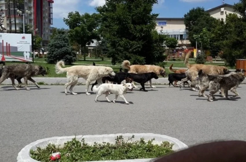  Gjatë gushtit në Shkup janë kapur dhe trajtuar 101 qen endacak