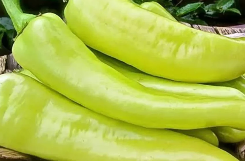  Bullgaria do të asgjësojë 9.5 tonë speca nga Maqedonia e Veriut, për shkak të pesticideve